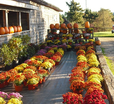 Poor Farmer's Greenhouse Mums